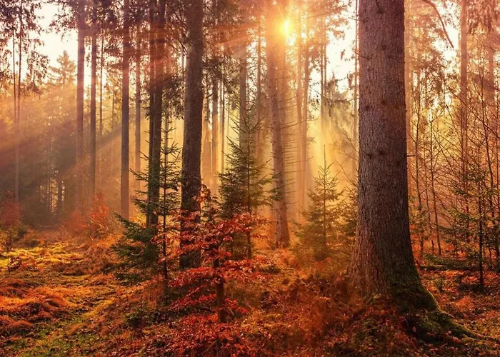 Forest Feelings - Op 5 Sterren Park Met Heerlijke Prive Tuin Appartement