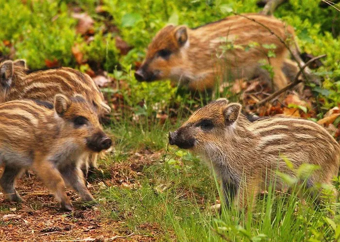 Appartement Forest Feelings - Op 5 Sterren Park Met Heerlijke Prive Tuin *
