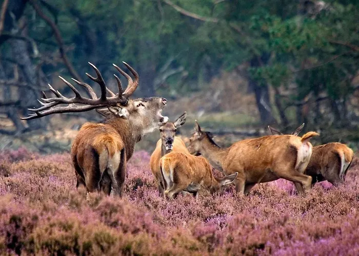 Apartament Forest Feelings - Op 5 Sterren Park Met Heerlijke Prive Tuin Beekbergen